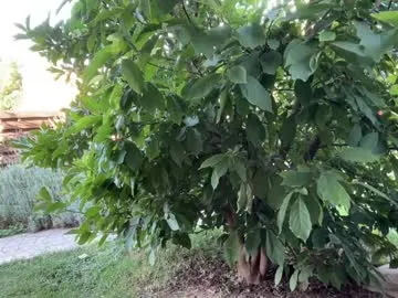 gabriela_lopez1 – webcam model profile photo Image 11