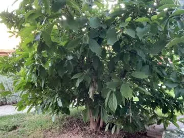 gabriela_lopez1 – webcam model profile photo Image 13