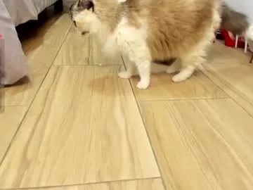 emahallee – webcam model profile photo Image 9